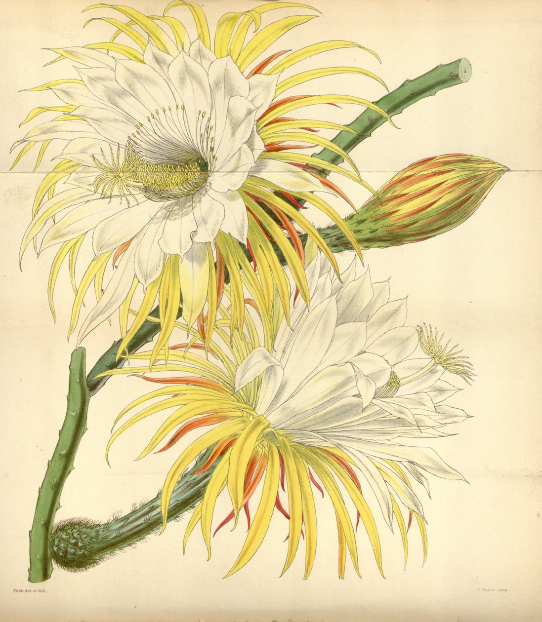 Selenicereus macdonaldiae von Walter Hood Fitch