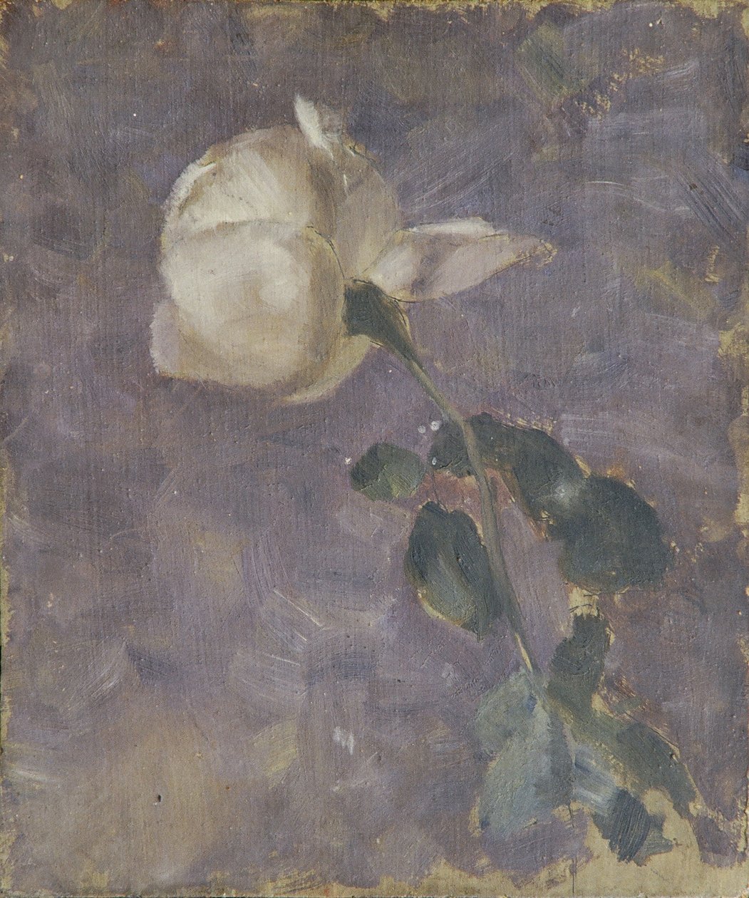 Rose von Walther Gamerith