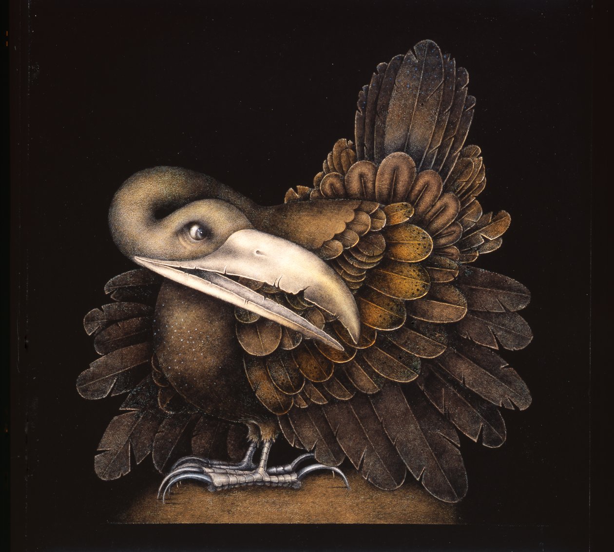 Bombax-Vogel von Wayne Anderson