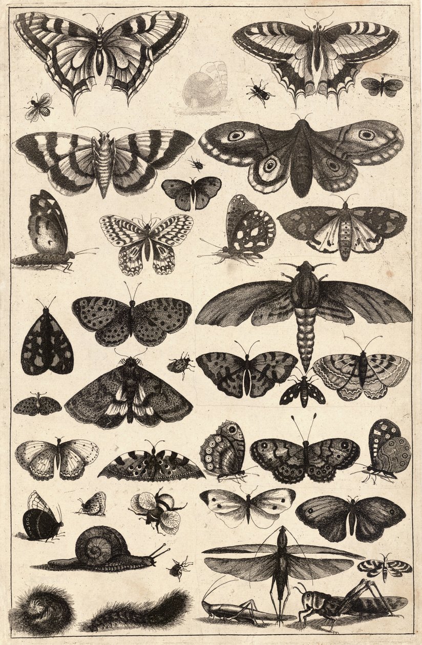 Einundvierzig Insekten von Wenceslaus Hollar