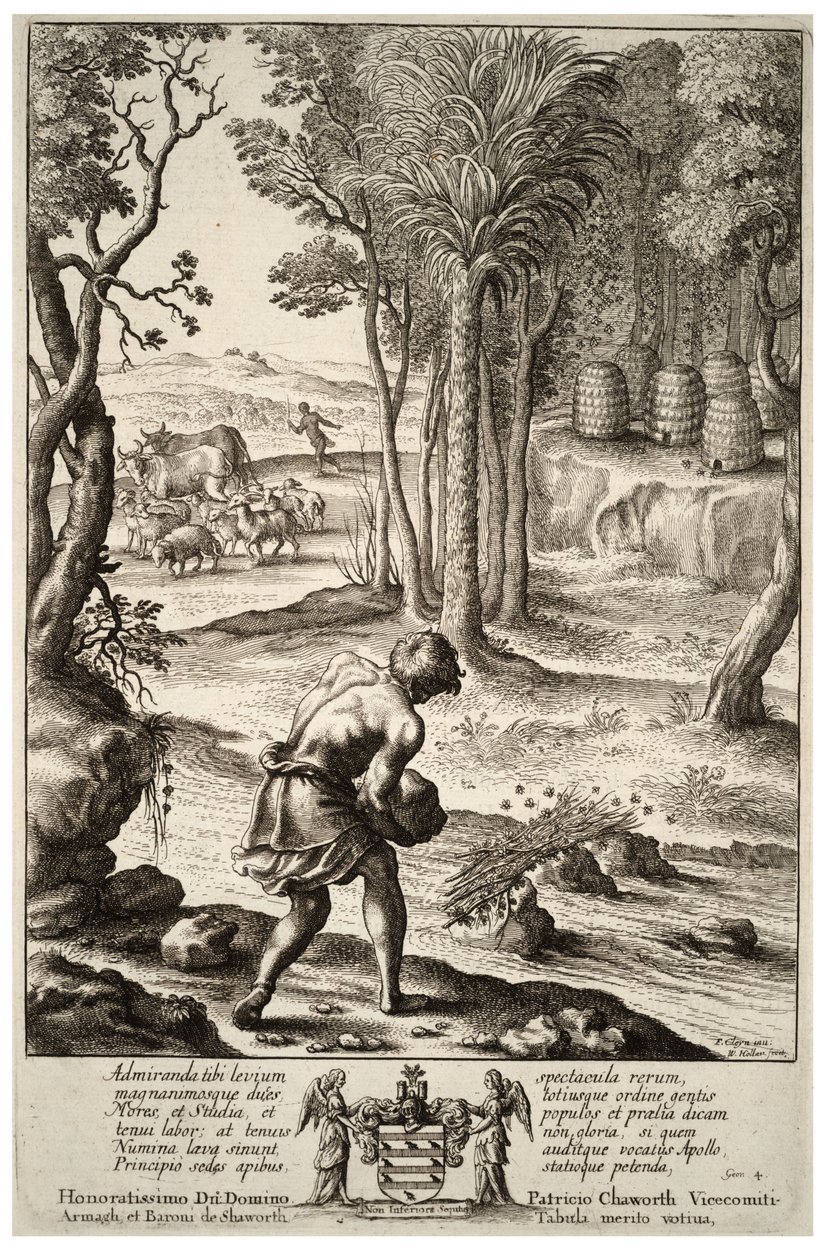 Bienen einfangen. Zustand 1 von Wenceslaus Hollar