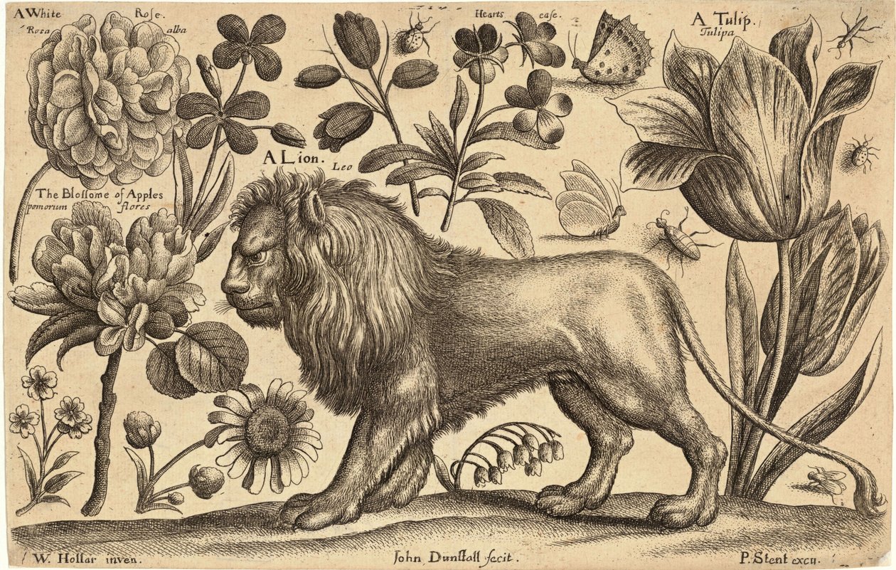 Löwe und Tulpe von Wenceslaus Hollar