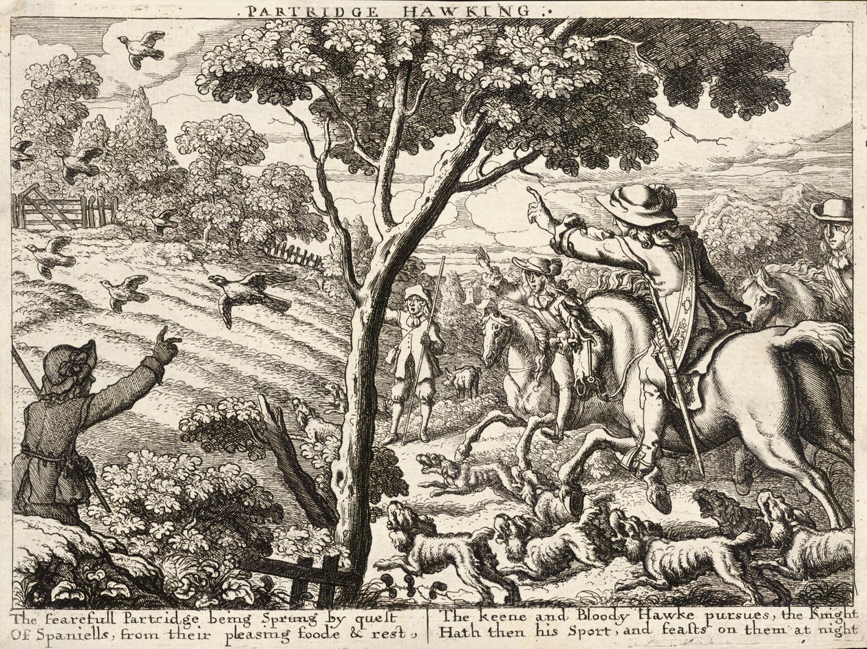 Rebhuhnjagd von Wenceslaus Hollar