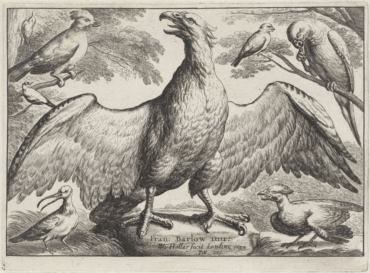 Adler von Wenceslaus Hollar
