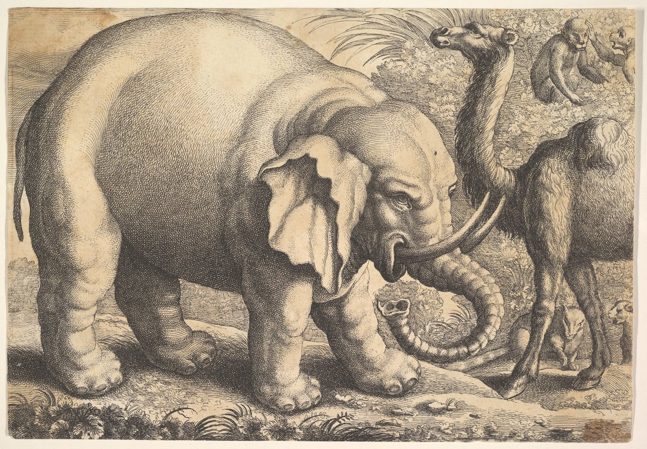 Elefant und Kamel, 17. Jahrhundert von Wenceslaus Hollar