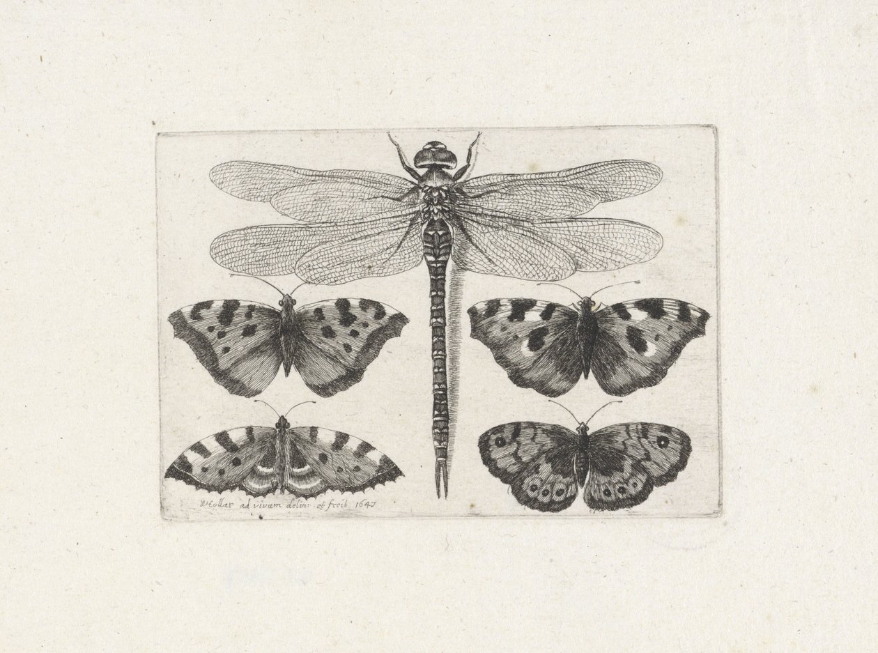 Libelle und vier Schmetterlinge von Wenceslaus Hollar