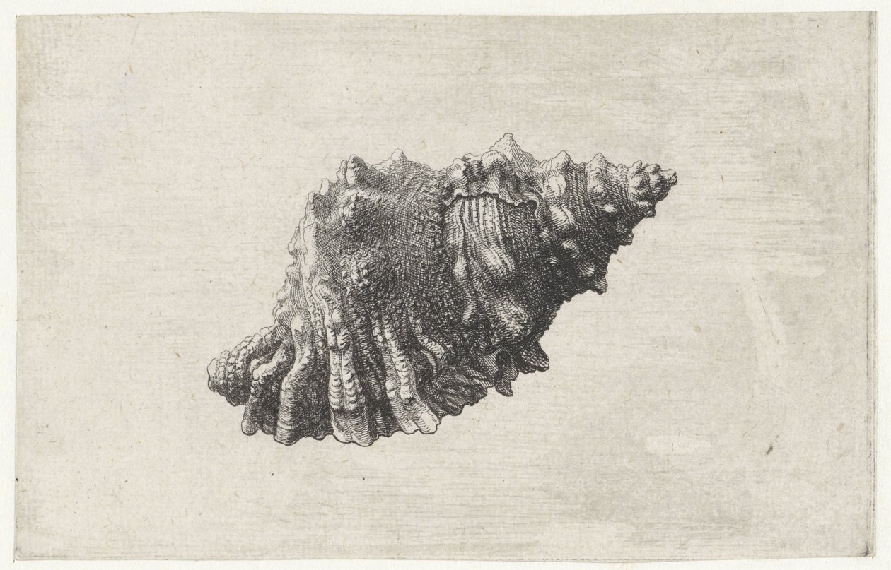 Muschel, Bursa Rubeta von Wenceslaus Hollar