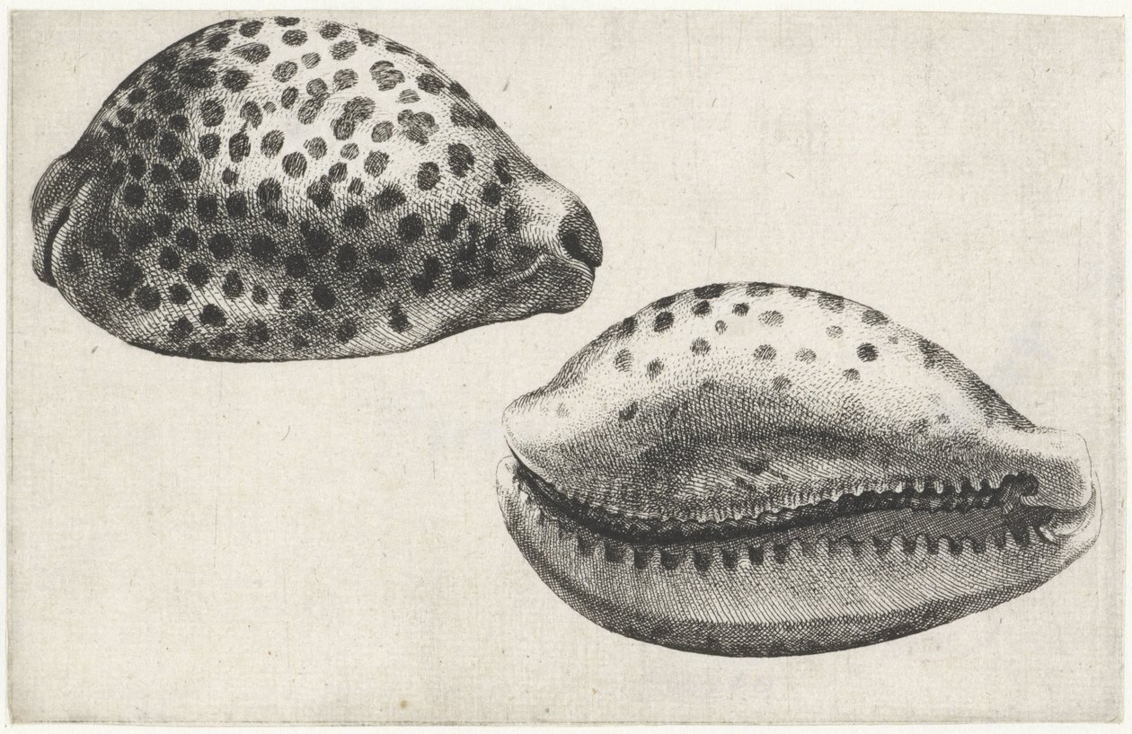 Schnecke, Cypraea tigris von Wenceslaus Hollar