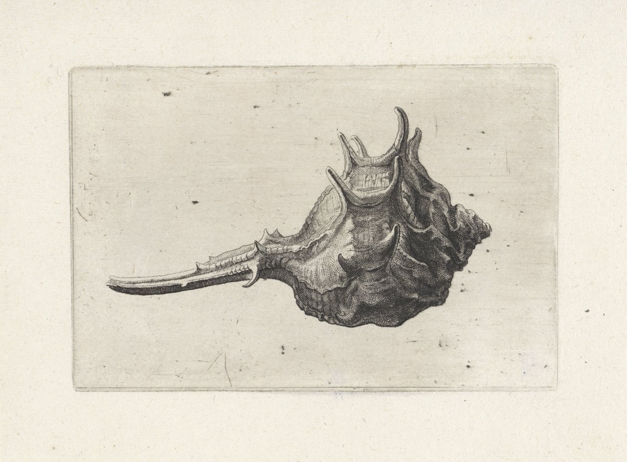 Schelp, murex brevispina von Wenceslaus Hollar