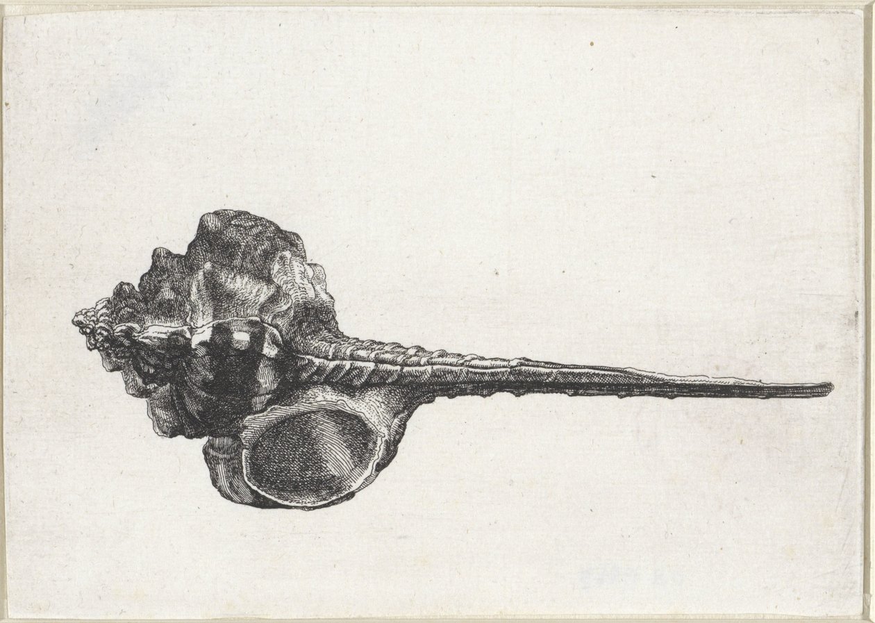 Schnecke, Murex Haustellum von Wenceslaus Hollar