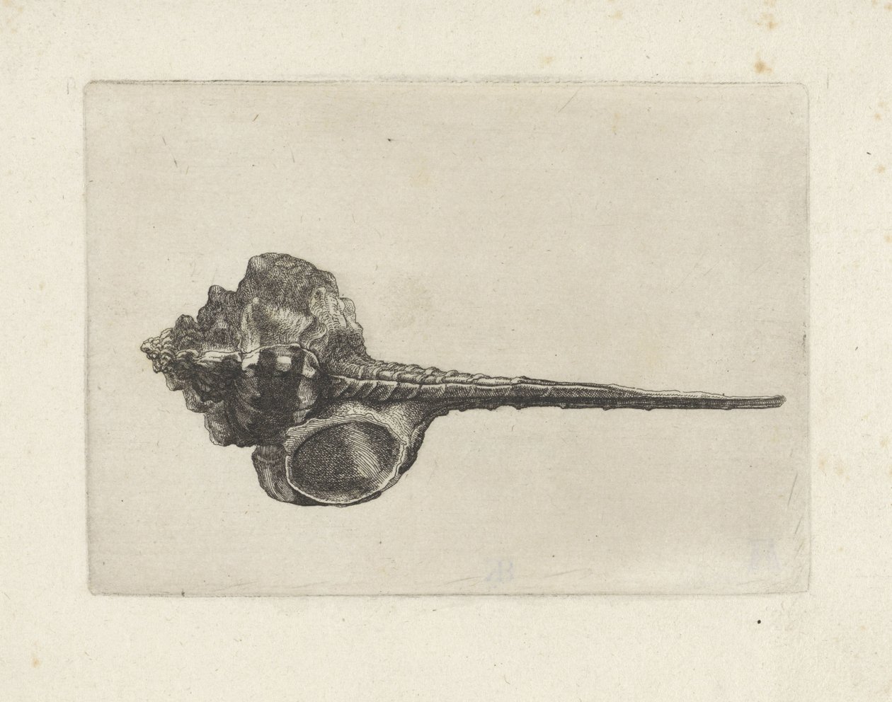 Schnecke, Murex Haustellum von Wenceslaus Hollar