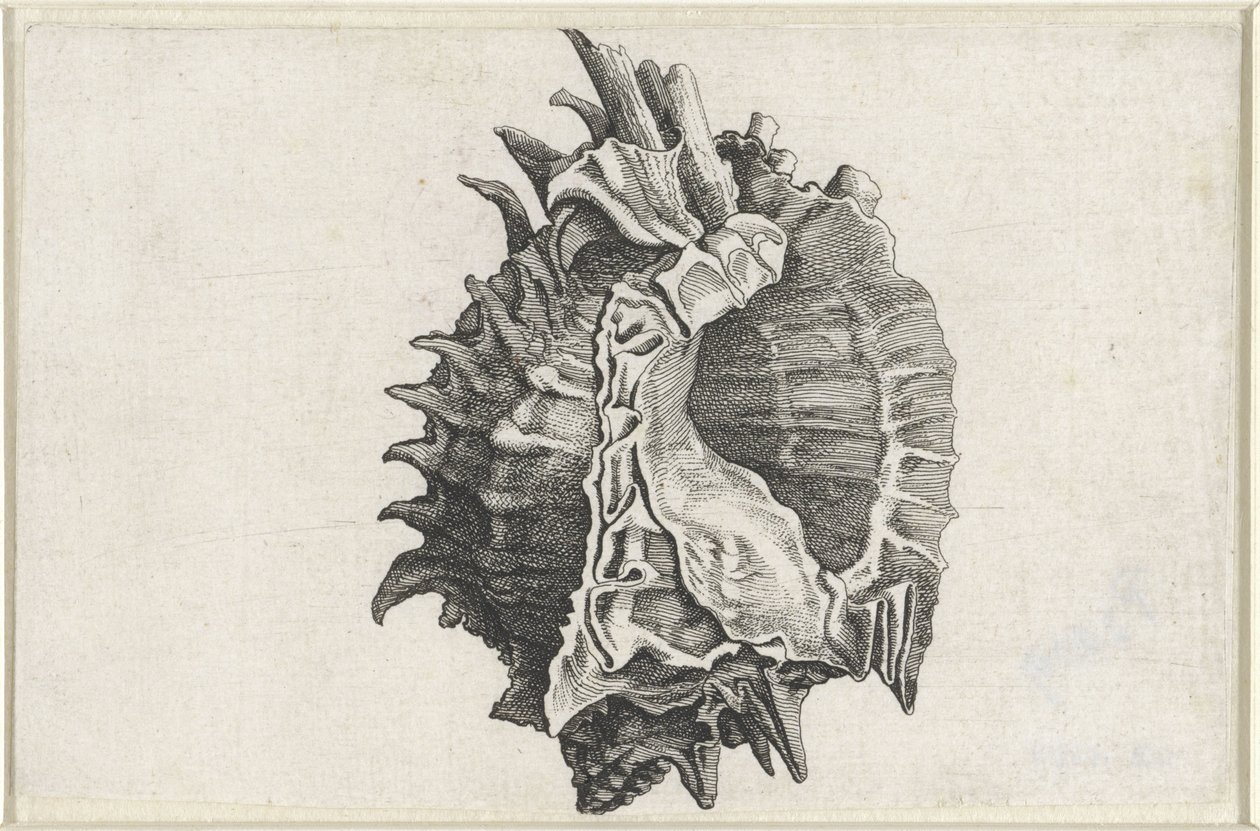 Schnecke, Phyllonotus erythrostomus von Wenceslaus Hollar