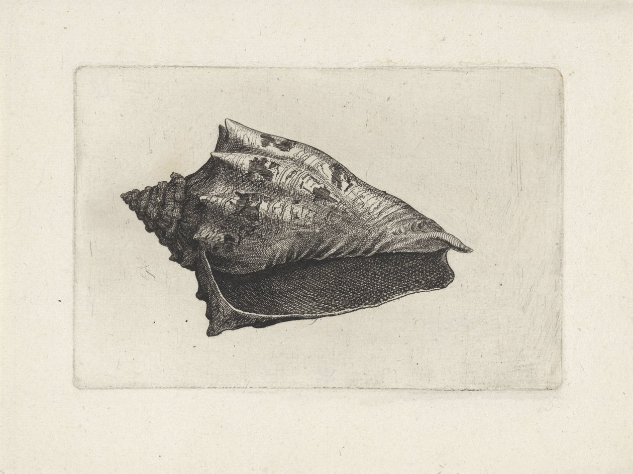 Schnecke, voluta ebraea von Wenceslaus Hollar
