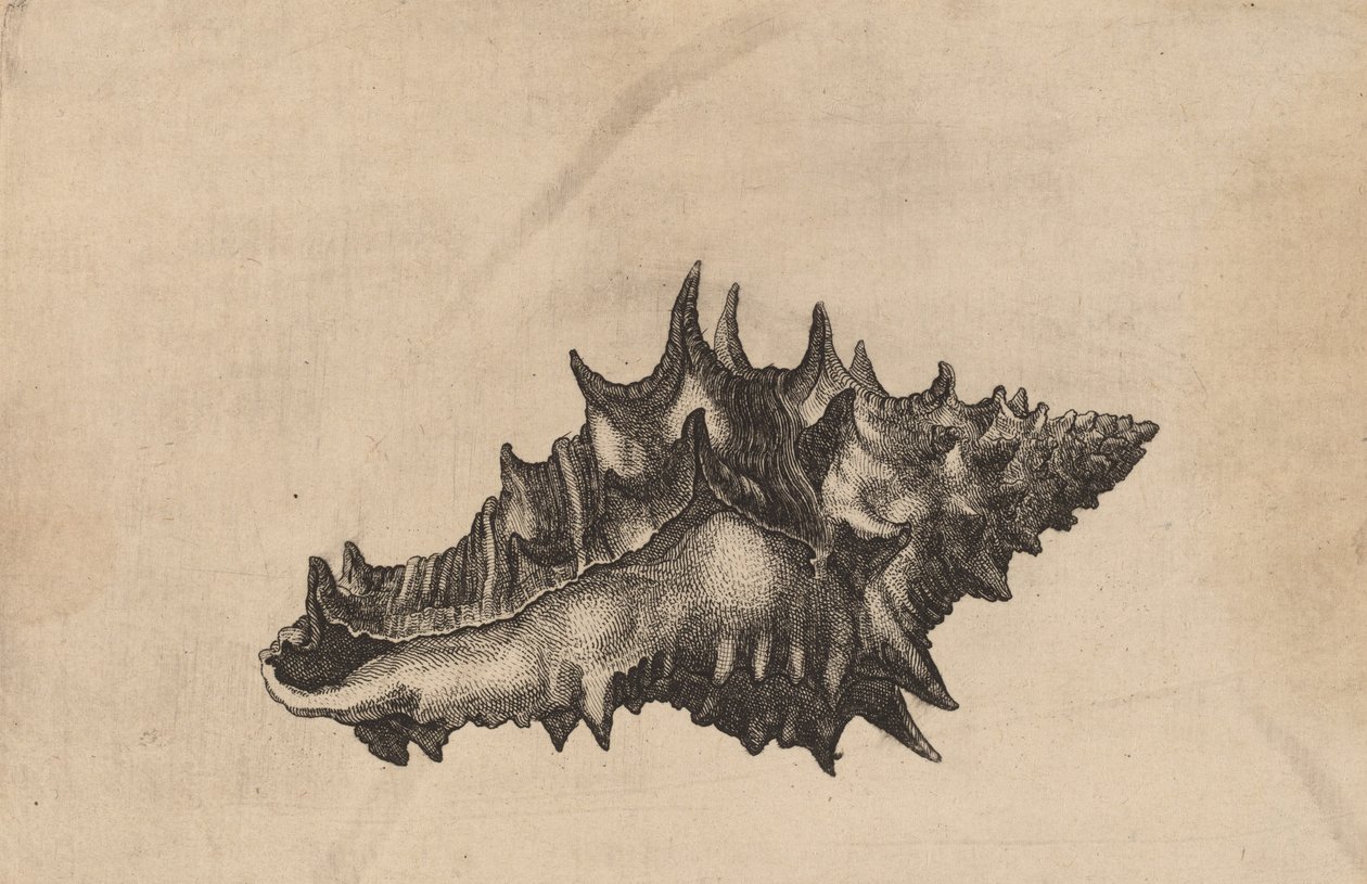 Shell Vasum ceramicum, ca. 1645 von Wenceslaus Hollar