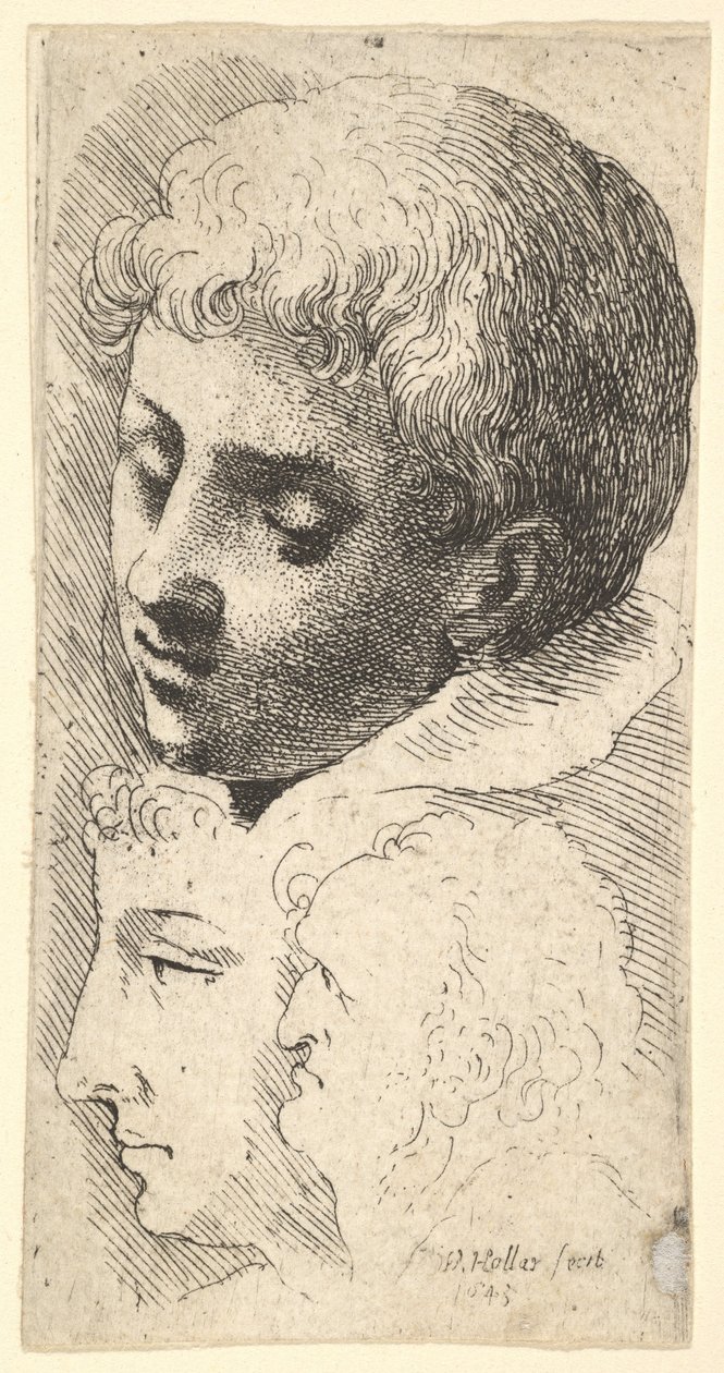 Drei Köpfe, 1645 von Wenceslaus Hollar