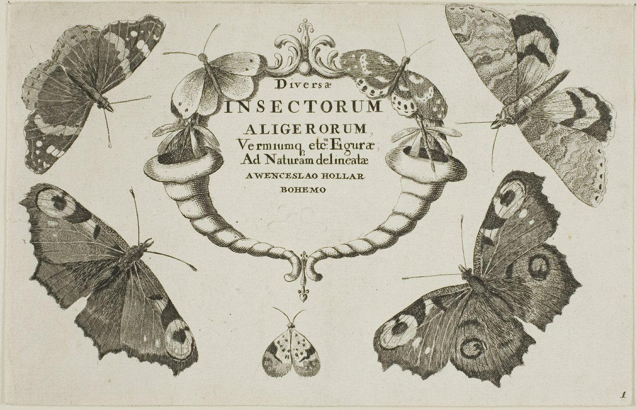 Titelseite aus Diversae Insectorum von Wenceslaus Hollar