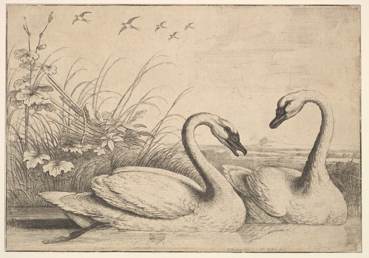 Zwei Schwäne von Wenceslaus Hollar