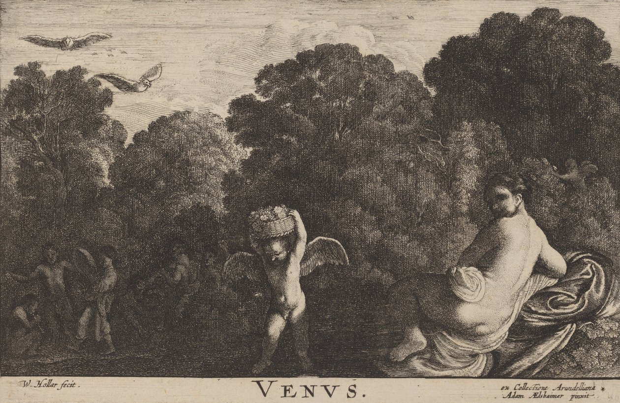 Venus von Wenceslaus Hollar