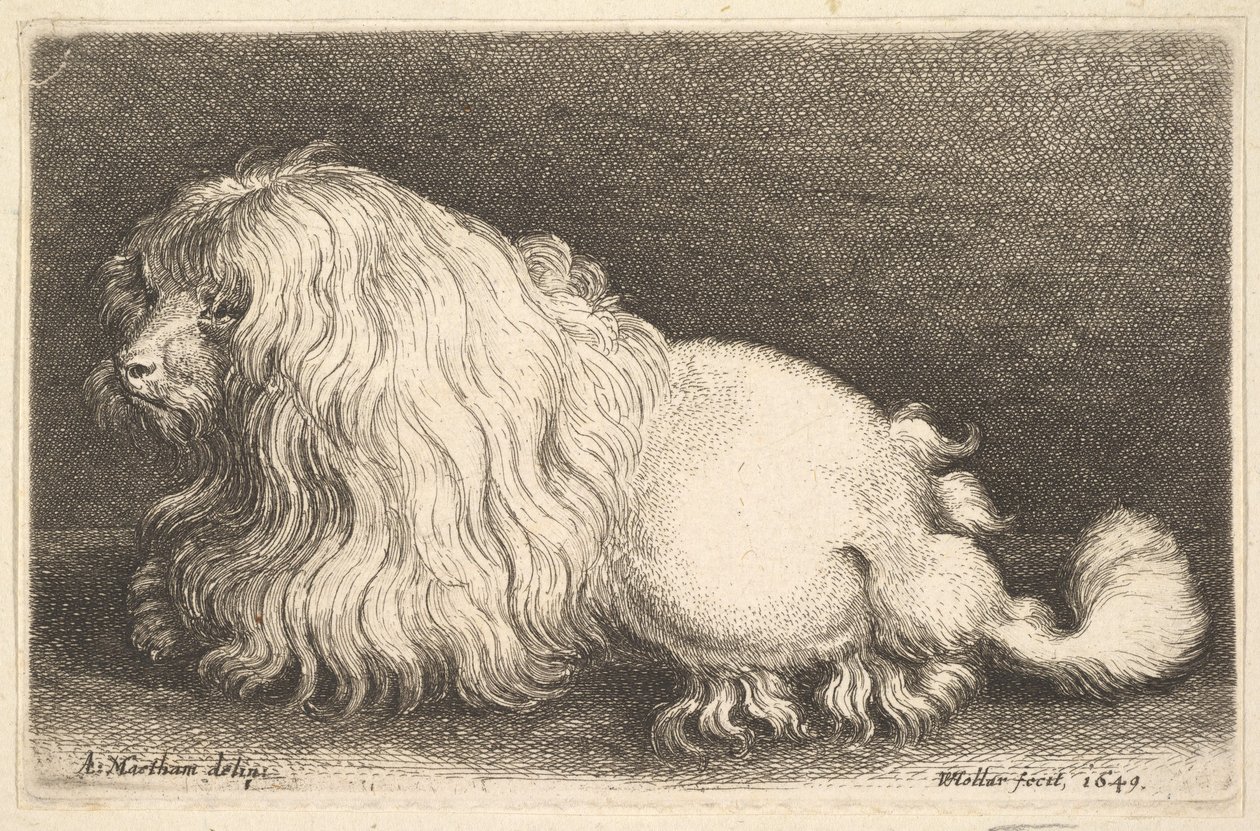 Weißer Hund von Wenceslaus Hollar