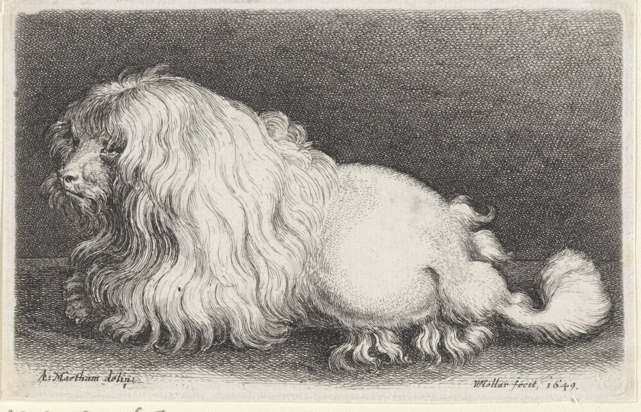Weißer Hund von Wenceslaus Hollar
