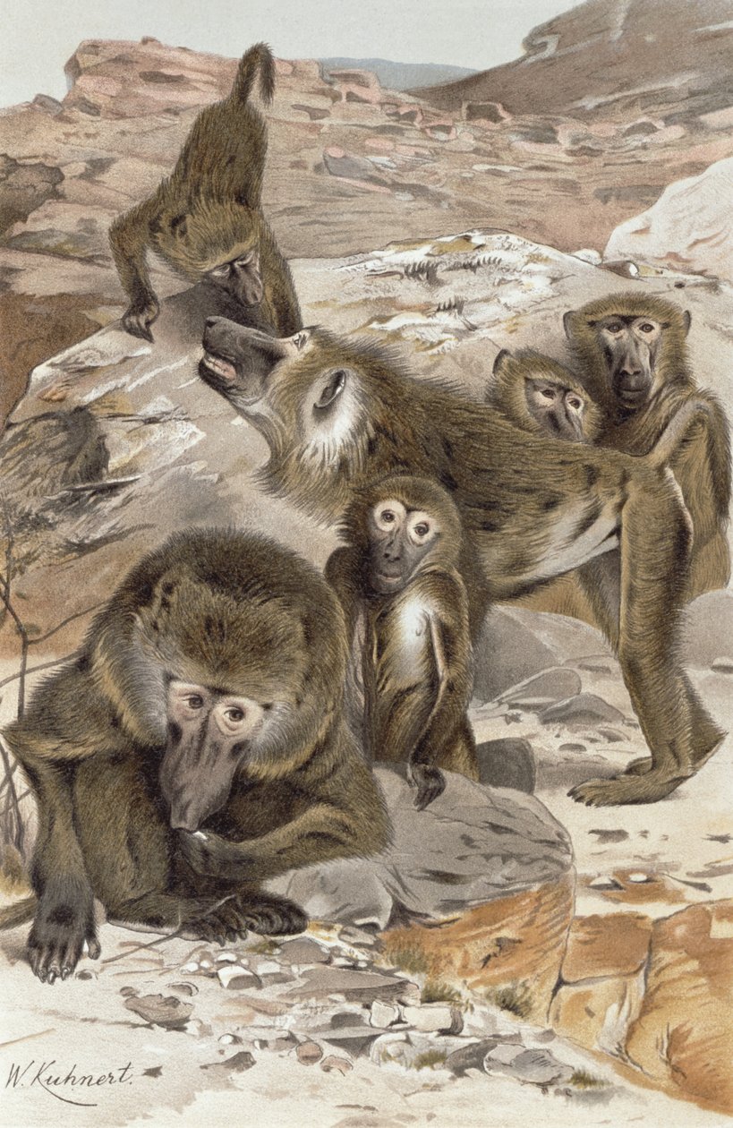 Pavian, Platte aus Brehms Tierleben: Allgemeine Kunde des Tierreichs, Bd. 1, S. 166, veröffentlicht vom Bibliographischen Institut, 1890 von Wilhelm Kuhnert