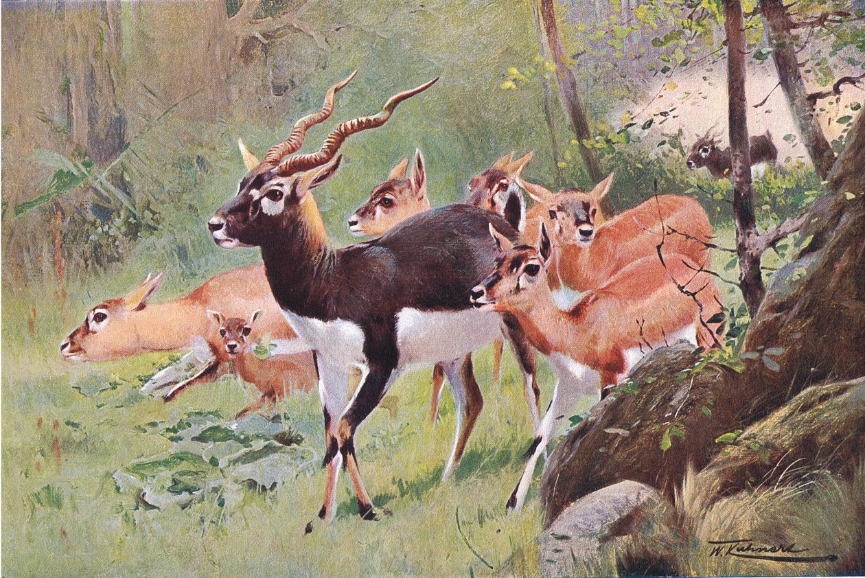 Schwarzer Bock, aus Wildlife of the World veröffentlicht von Frederick Warne & Co, ca. 1900 von Wilhelm Kuhnert