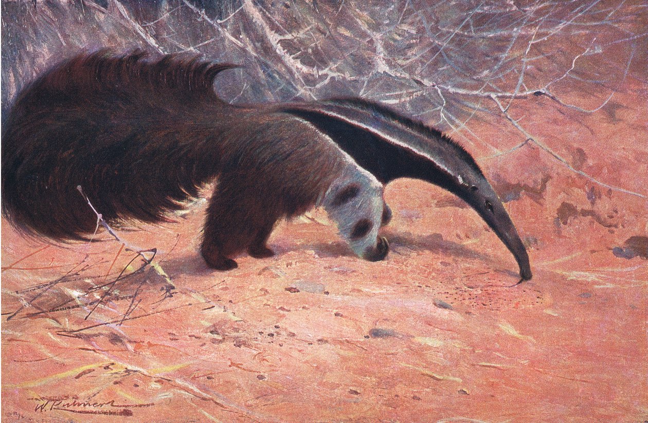 Großer Ameisenbär, aus "Wildtiere der Welt" veröffentlicht von Frederick Warne & Co, ca. 1900 von Wilhelm Kuhnert