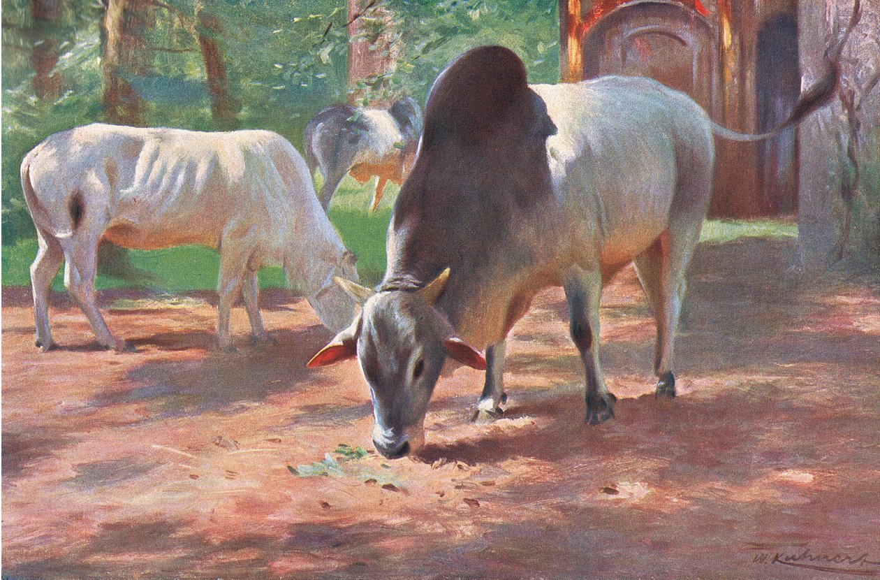 Indisches Buckelrind, aus Wildlife of the World, veröffentlicht von Frederick Warne & Co, um 1900 von Wilhelm Kuhnert