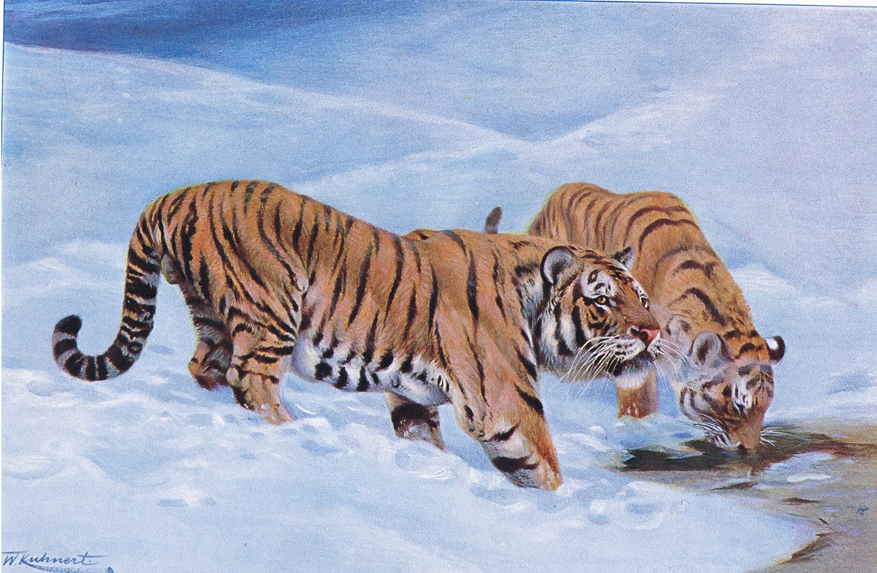 Mandschurischer Tiger, aus "Wildtiere der Welt" veröffentlicht von Frederick Warne & Co, ca. 1900 von Wilhelm Kuhnert