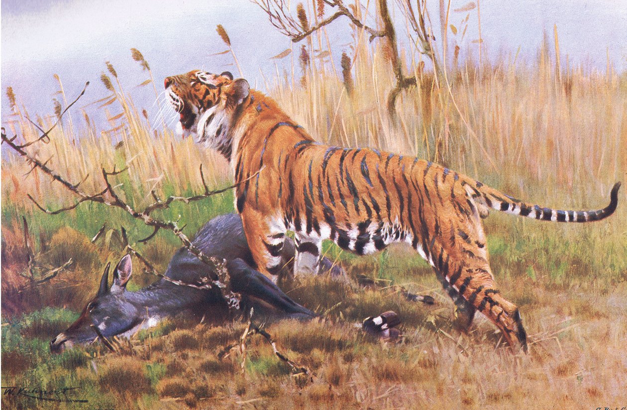 Tiger, aus "Wildtiere der Welt" veröffentlicht von Frederick Warne & Co, ca. 1900 von Wilhelm Kuhnert