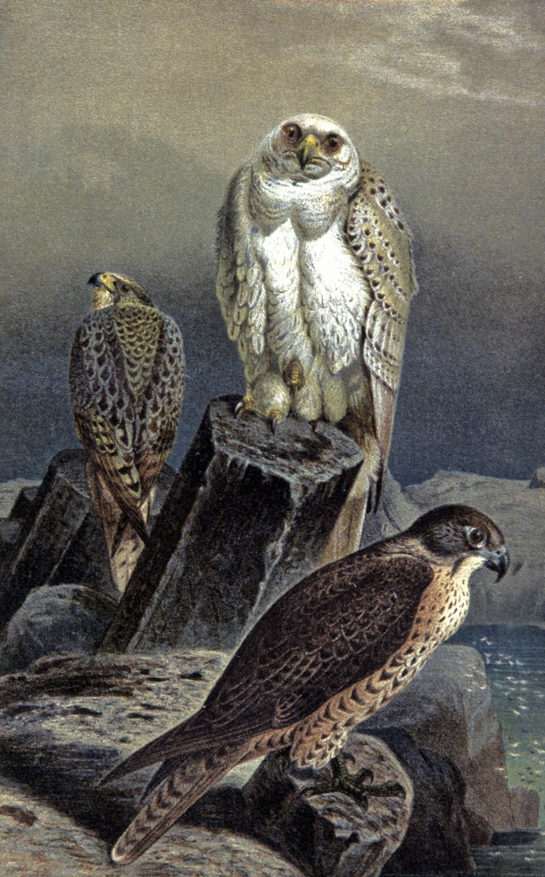 Jagdfalke, ca. 1910 von Wilhelm Kuhnert