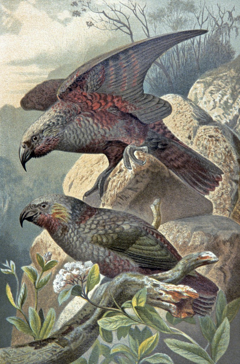 Kea, Nestor notabilis, ca. 1910 (Illustration) von Wilhelm Kuhnert