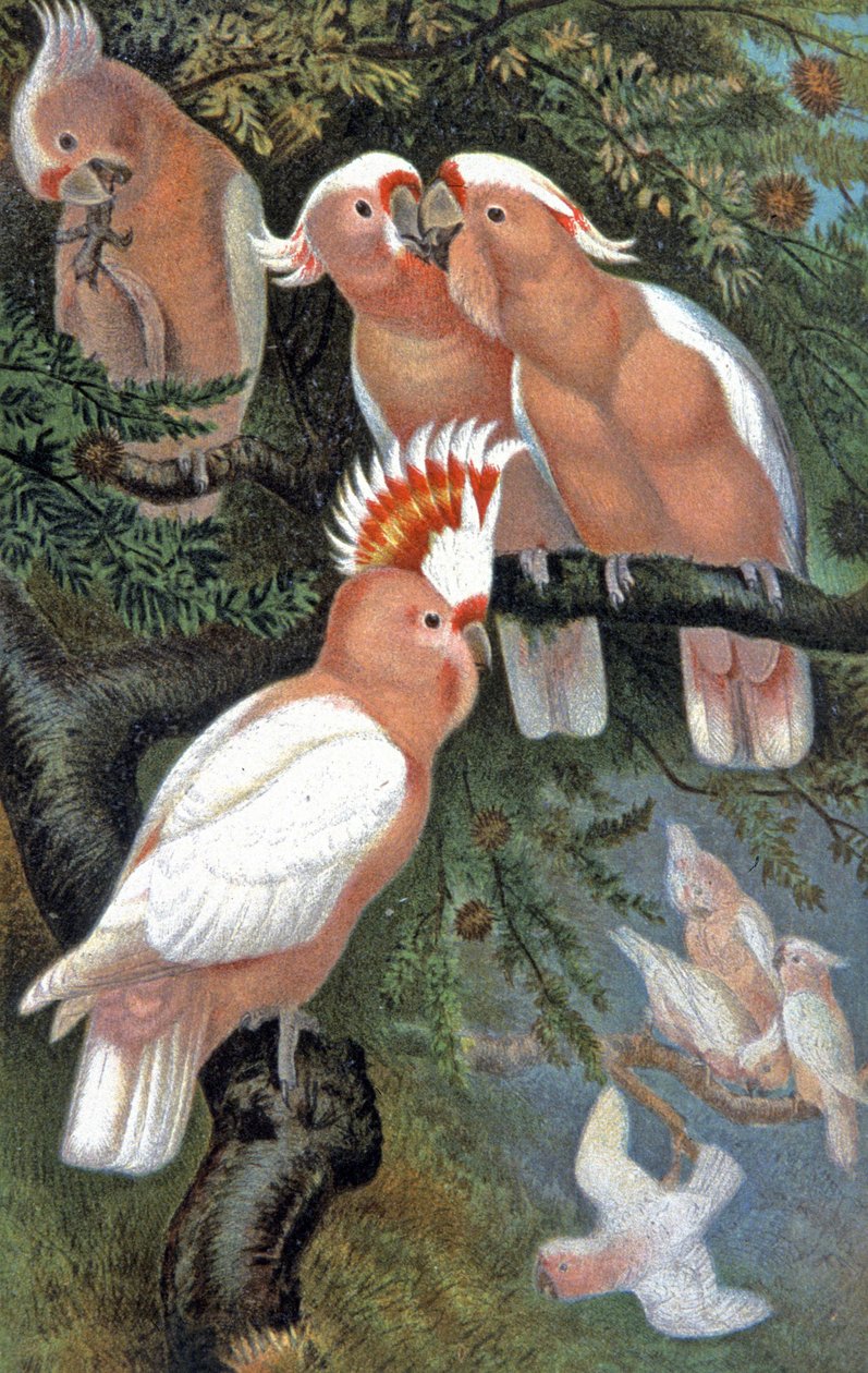 Leadbeaters Kakadu von Wilhelm Kuhnert