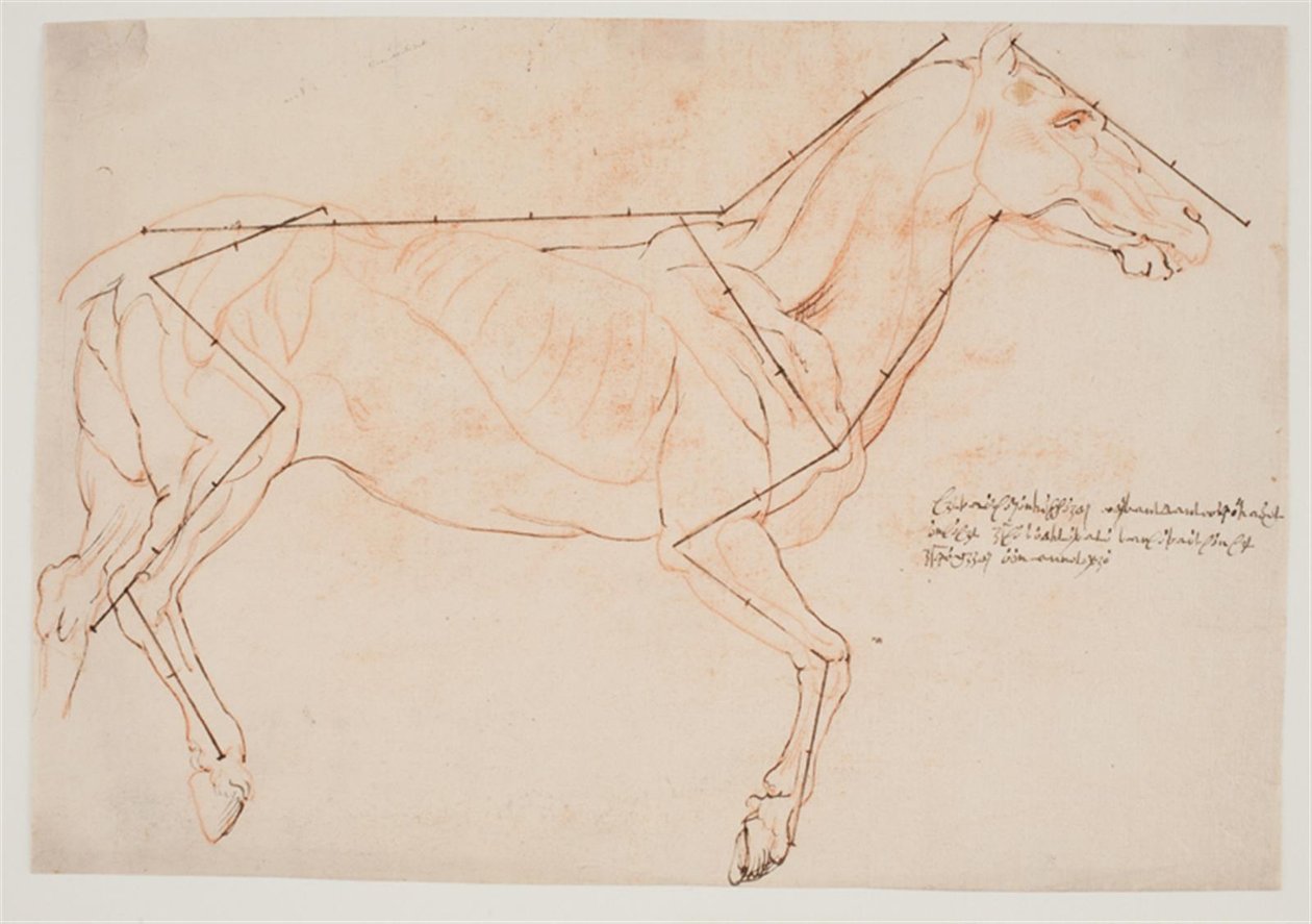 Anatomische und Proportionsstudie. Ein Pferd von Willem Panneels