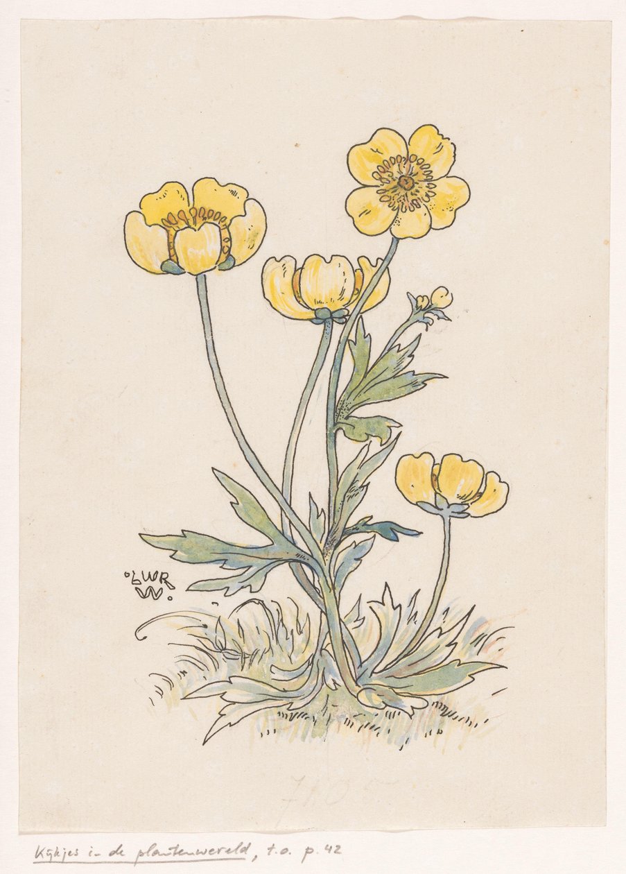 Butterblumen von Ludwig Willem Reymert Wenckebach