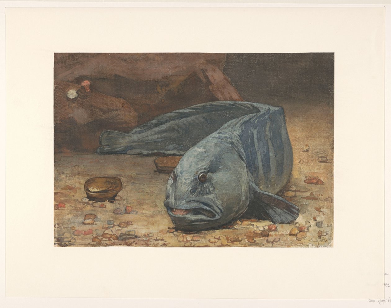 Seewolf auf dem Boden eines Aquariums von Willem Arnoldus Witsen