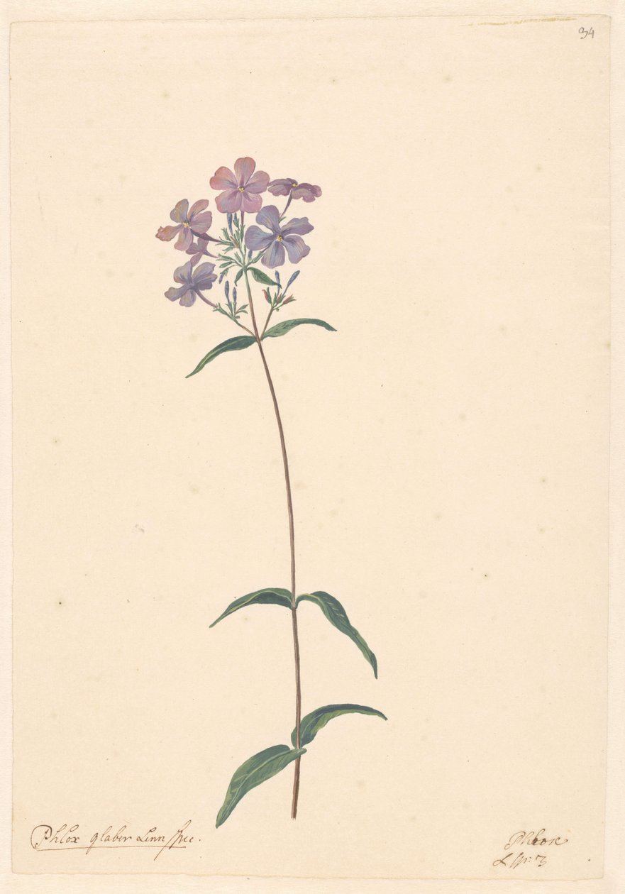 Zweig einer Phlox von Willem van Leen (attributed to)