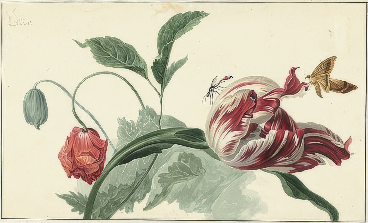 Tulpe und Mohn von Willem van Leen