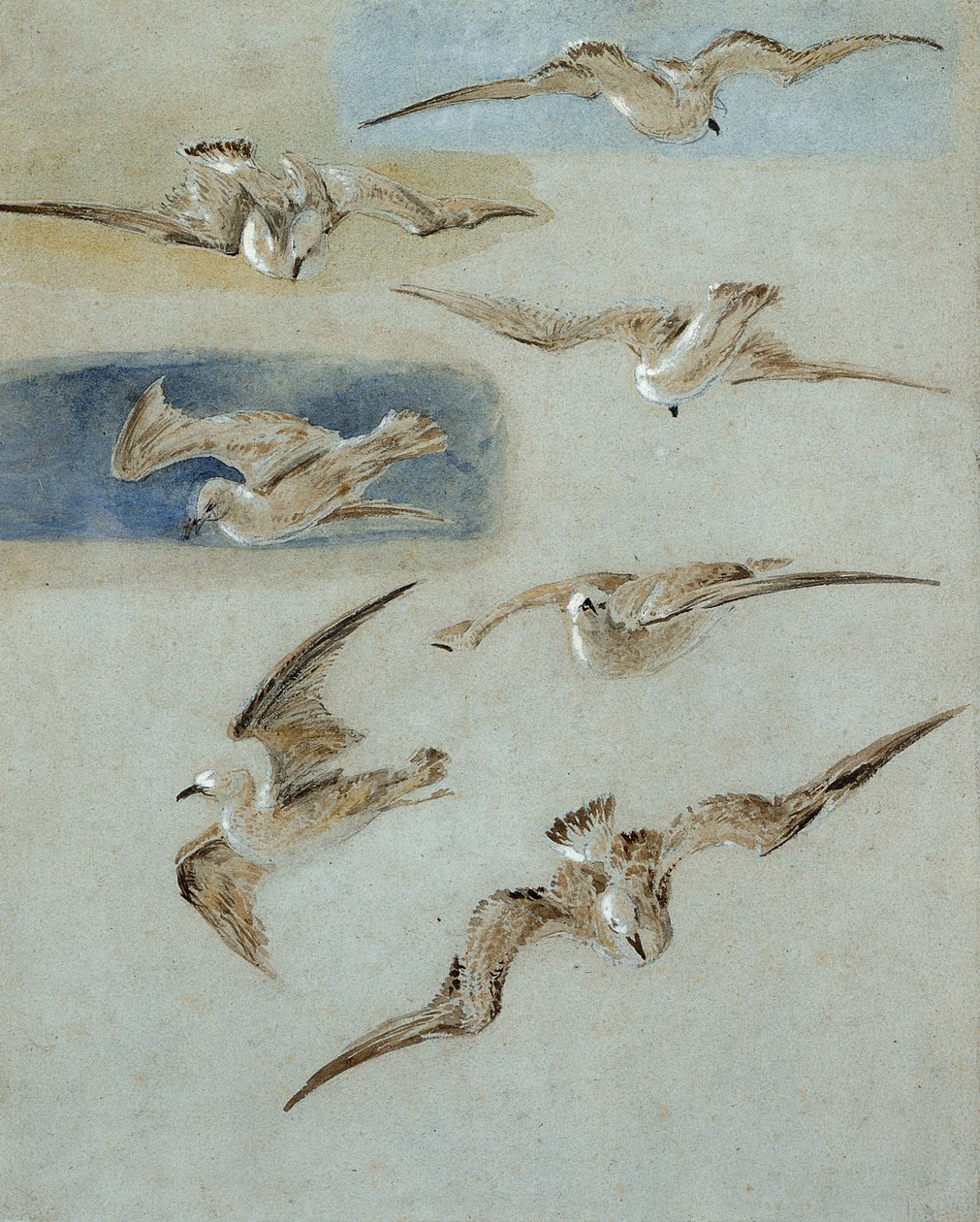 Studie von Möwen von Clarkson Frederick Stanfield