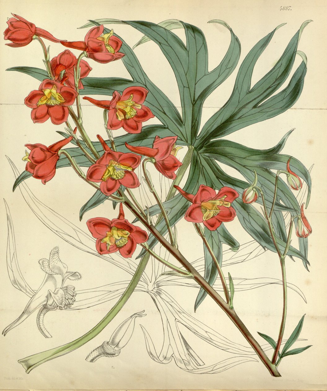 Delphinium cardinale von William Curtis