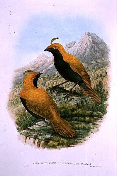 Cnemophilus Macgregorii, Sichelwappen-Paradiesvogel von M. Hart