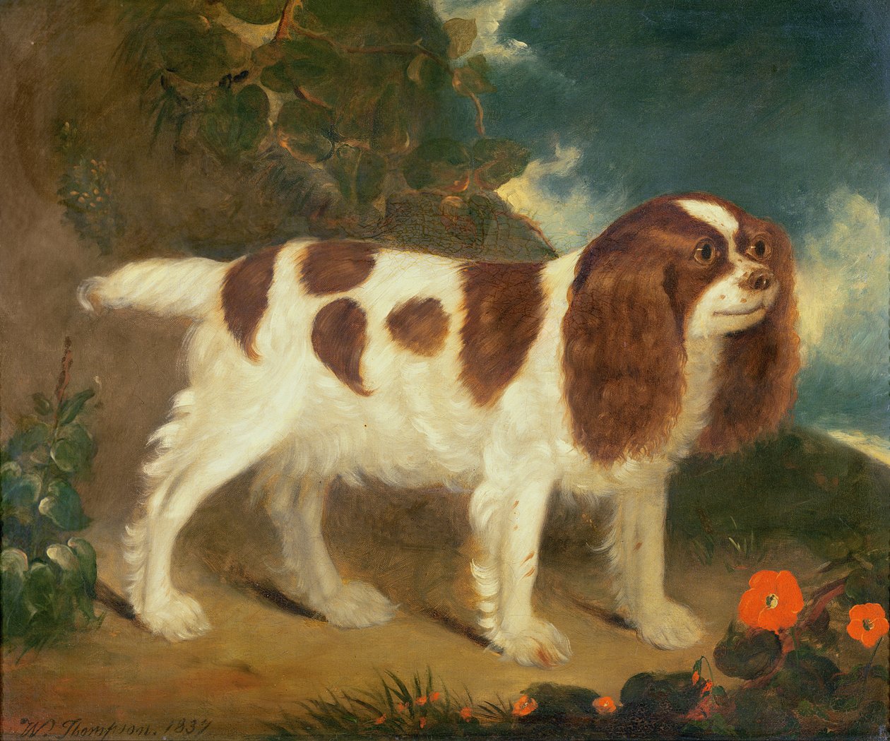 King Charles Spaniel von William Thompson