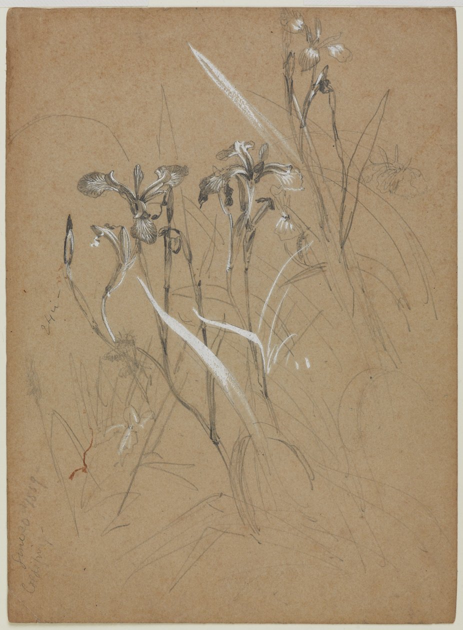 Pflanzenstudie, 30. Juni 1859 von William Trost Richards