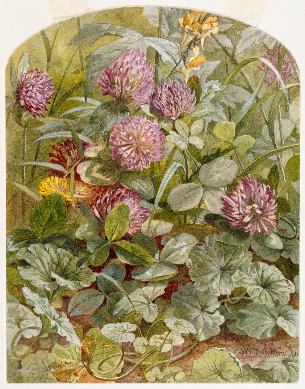 Rotklee mit Butter-und-Eier und Gundermann, 1860 von William Trost Richards