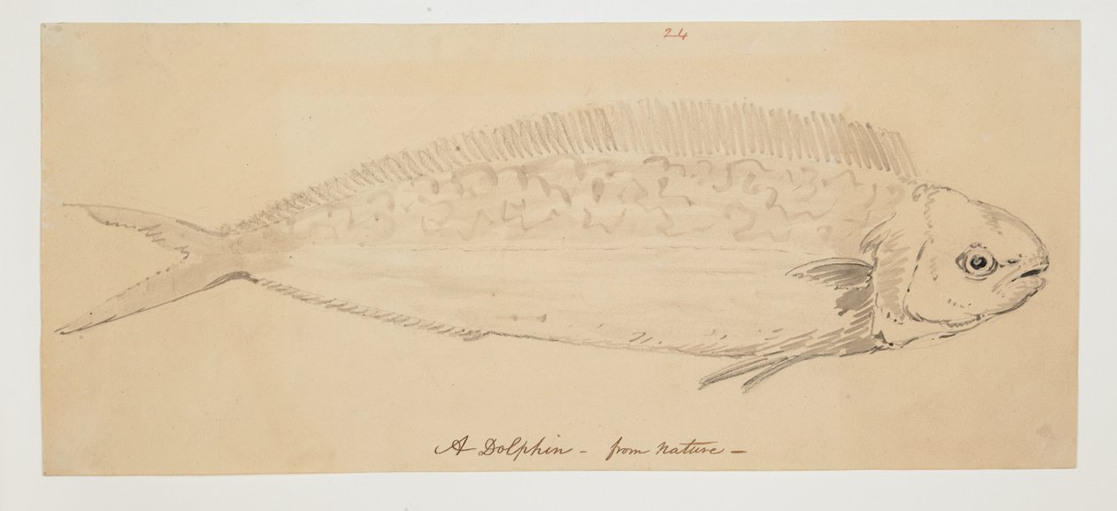 WD 961 f.24 von William Alexander