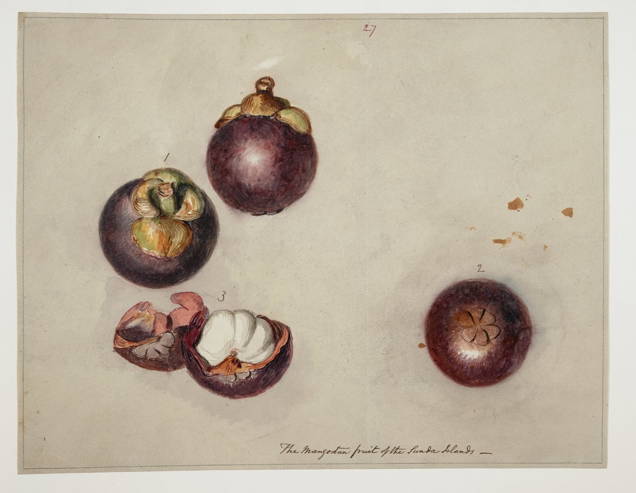 WD 961 f.27 von William Alexander