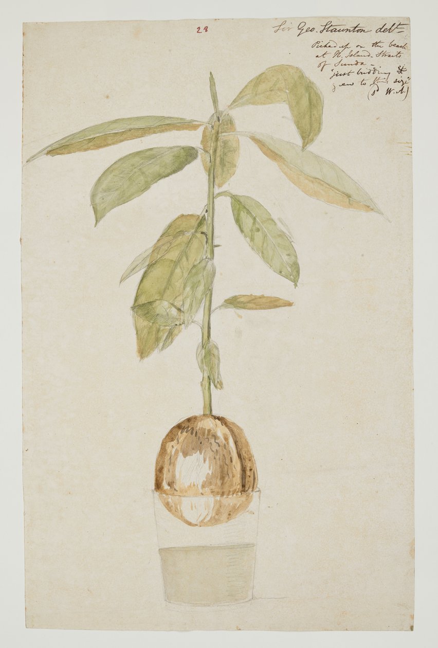 WD 961 f.28 von William Alexander