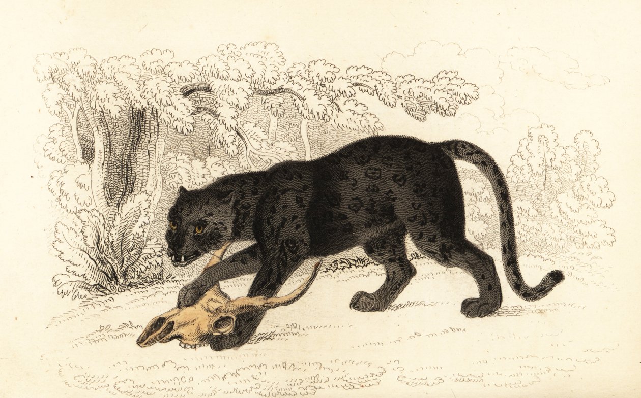 Schwarzer Jaguar, Panthera pardus (Gravur) von William Alexander Forbes