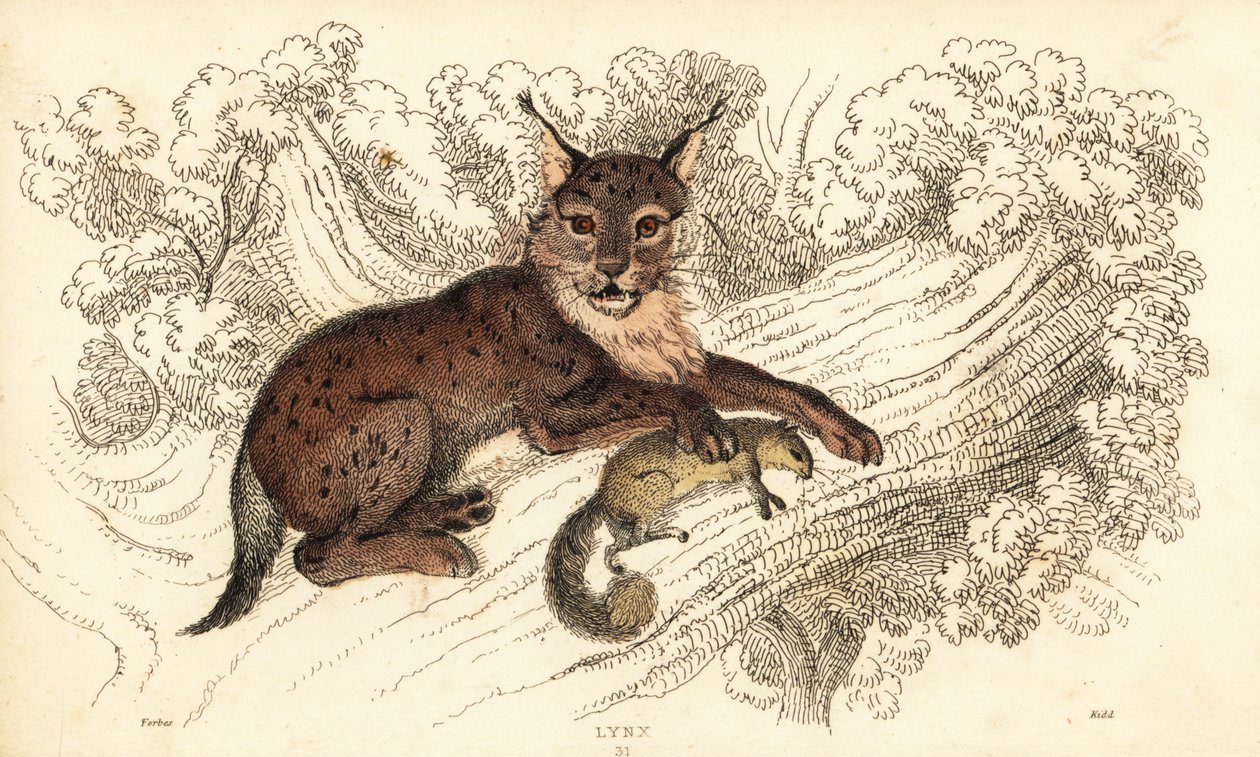 Eurasischer Luchs, Lynx lynx von William Alexander Forbes