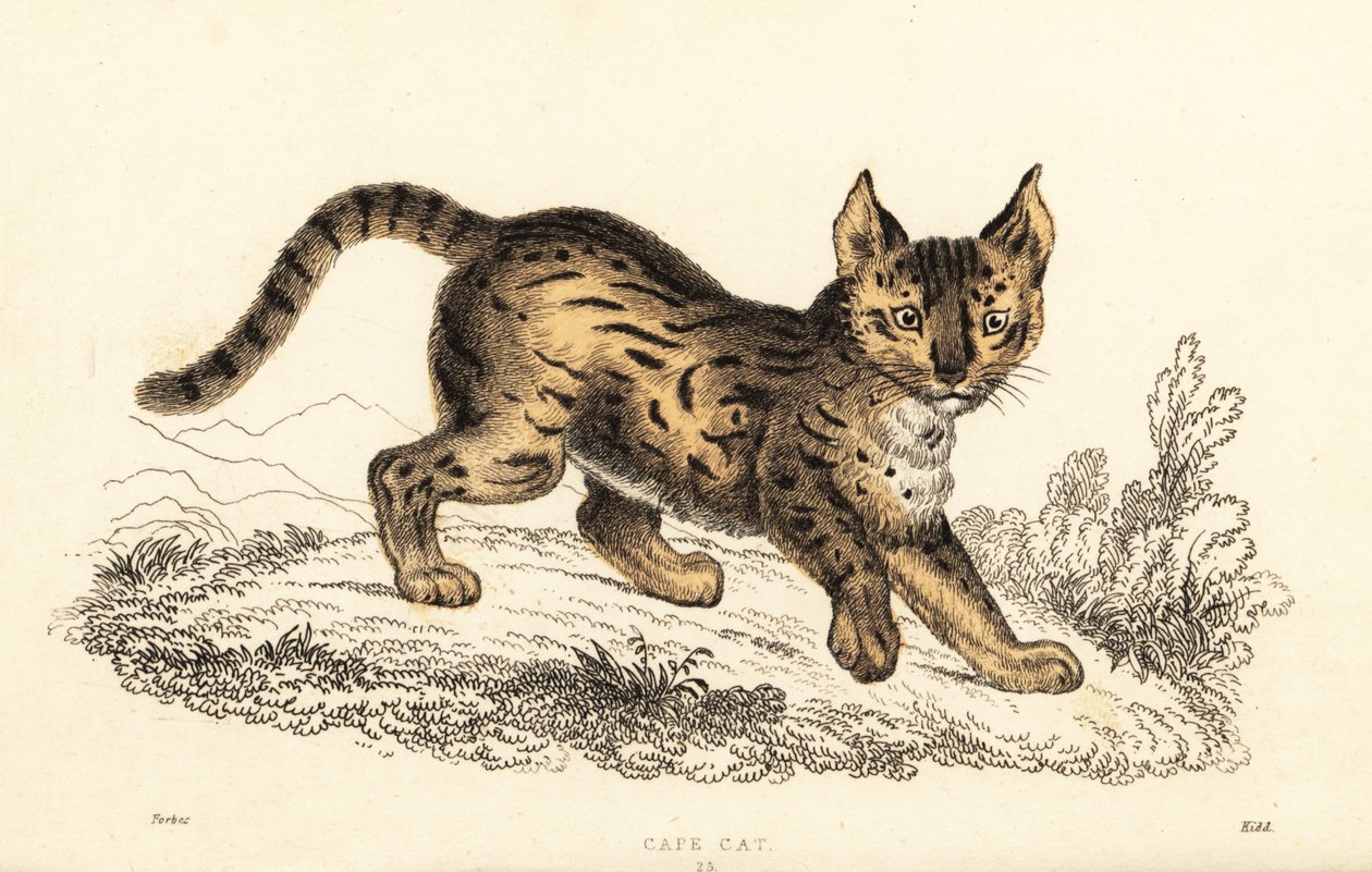 Serval, Leptailurus serval, 1834 von William Alexander Forbes